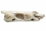 Mosasaur Jaw Section with Two Teeth - Morocco #220257-4